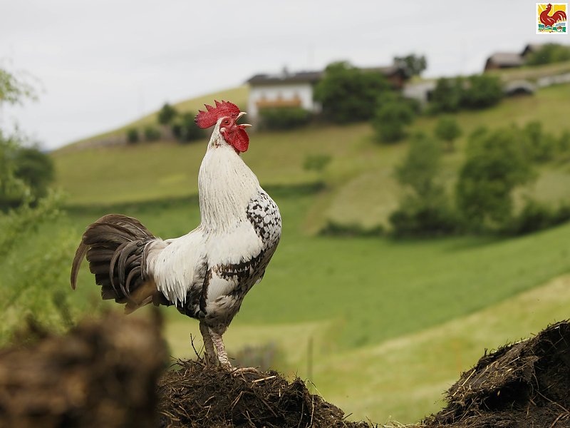 Cock - Farm Holidays