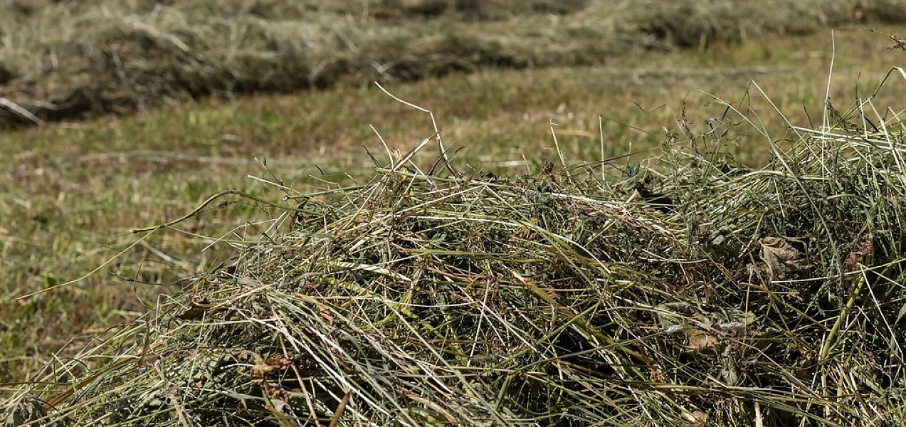 hay harvest hay harvest